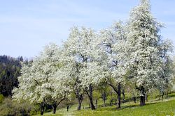 Birnbaumblüte