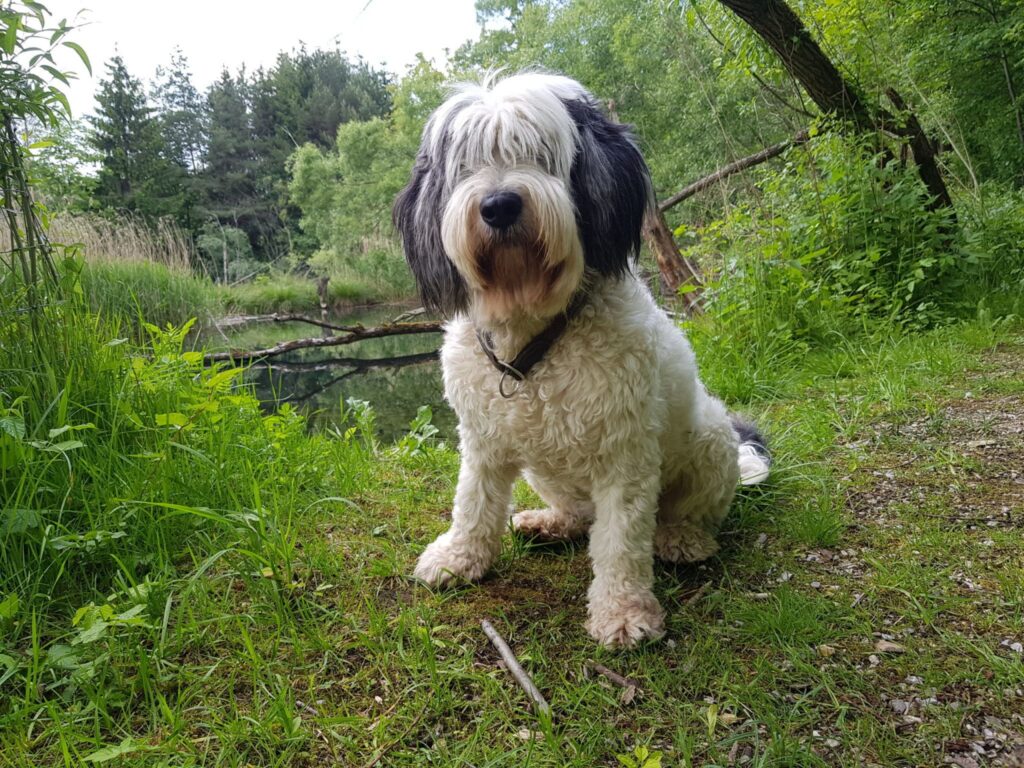 verspieltter Haushund Dirndl