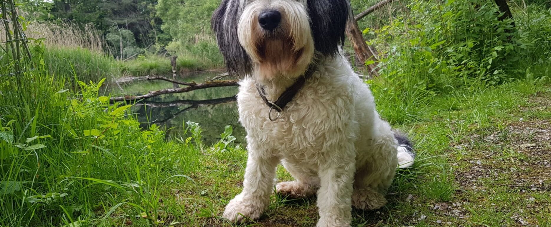 verspieltter Haushund Dirndl