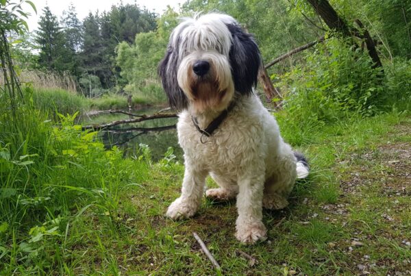 verspieltter Haushund Dirndl