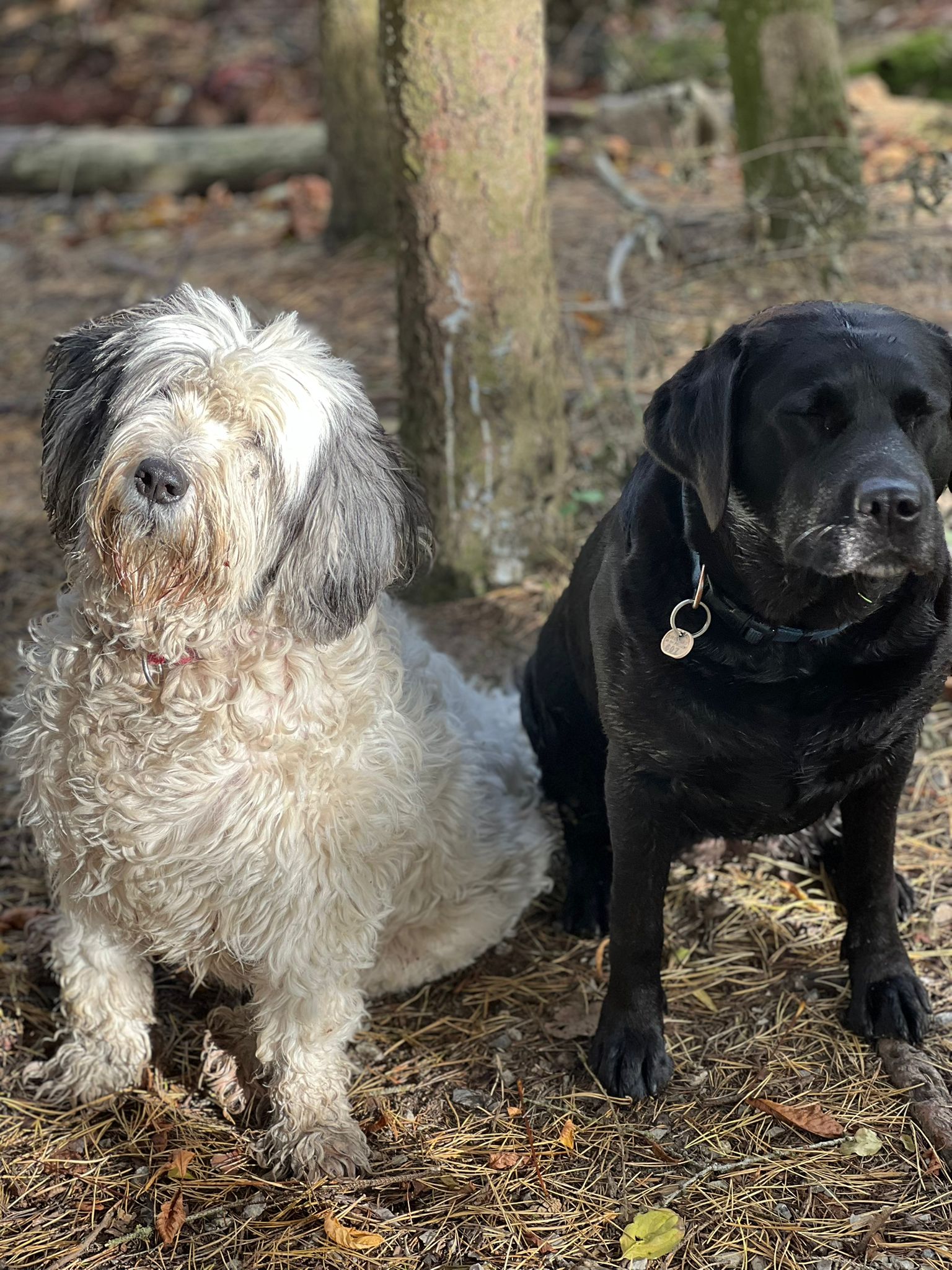 Hunde bei Gassi im Garten