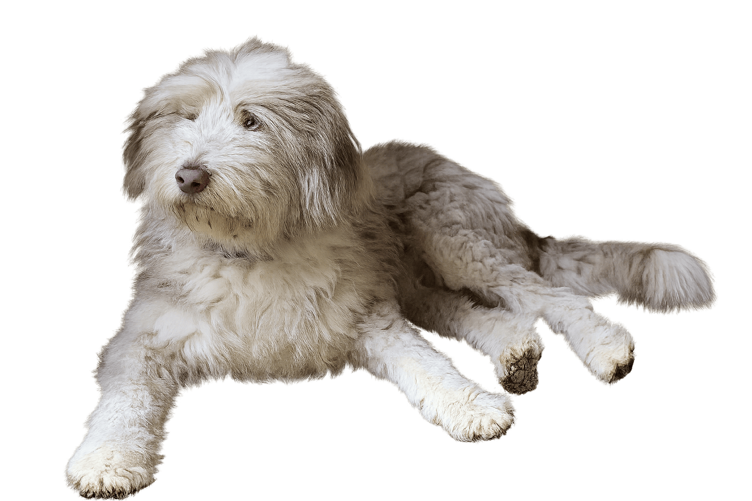 Haushund freigestellt