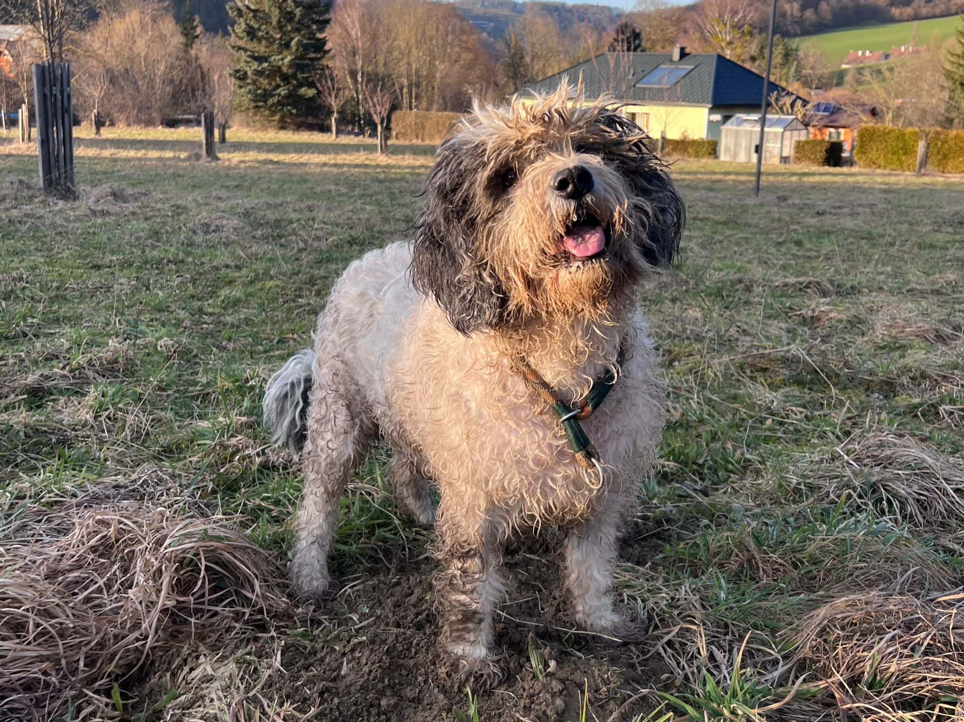 Hund Spaziergang Wiese