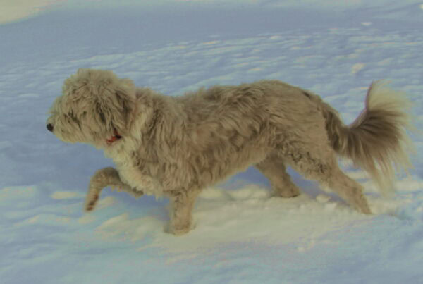 Hund im Schnee