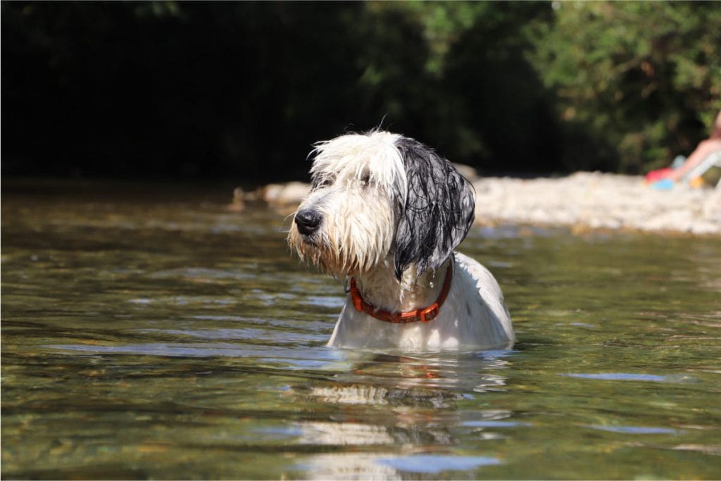 Nasser Hund beim "Fischen" im Bach im Sommer