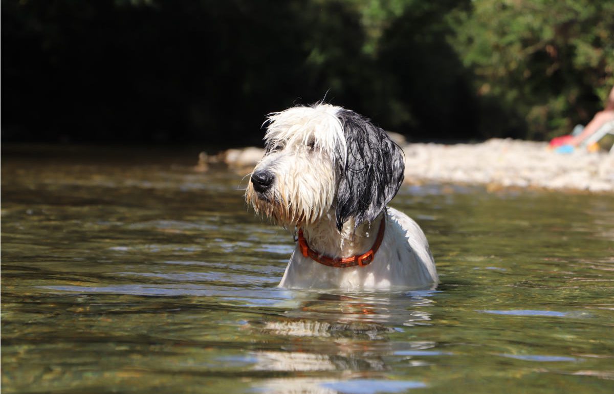 Nasser Hund beim "Fischen" im Bach im Sommer
