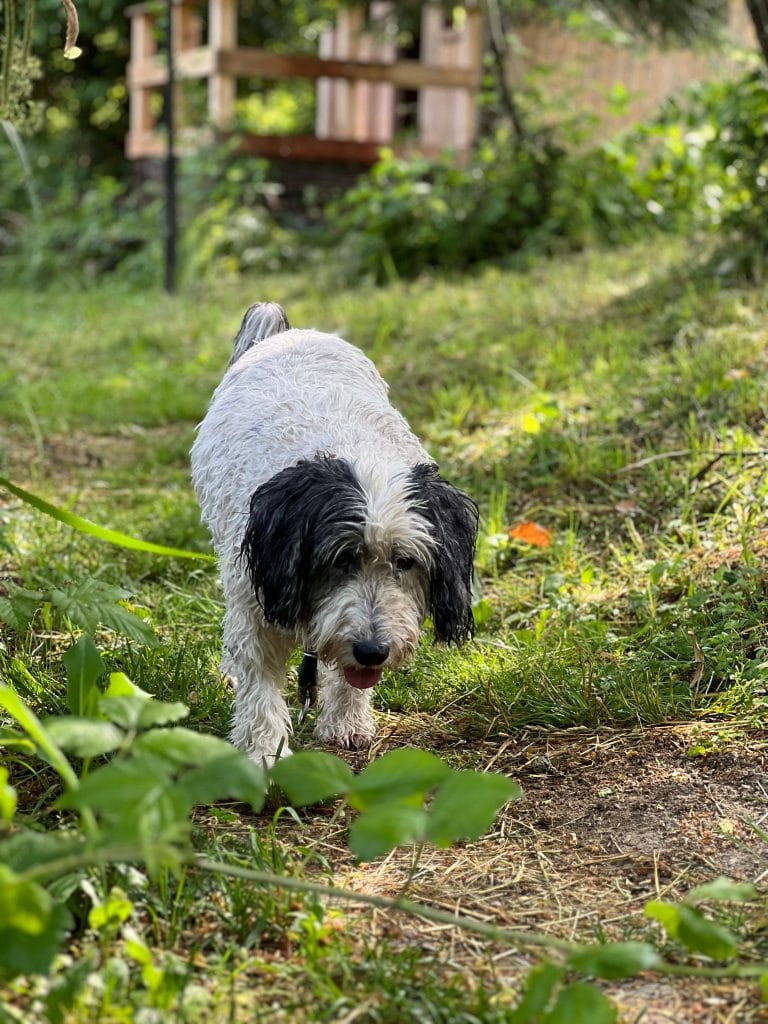 Urlaub mit Hund Spaziergang
